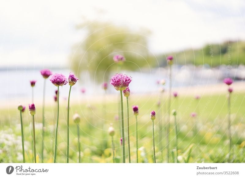 Purple leek blossoms on a green meadow in front of the bay of a lake in the sun purple Stalk svelte Bay Meadow Lake Water spring Nature bleed Plant Summer Sun