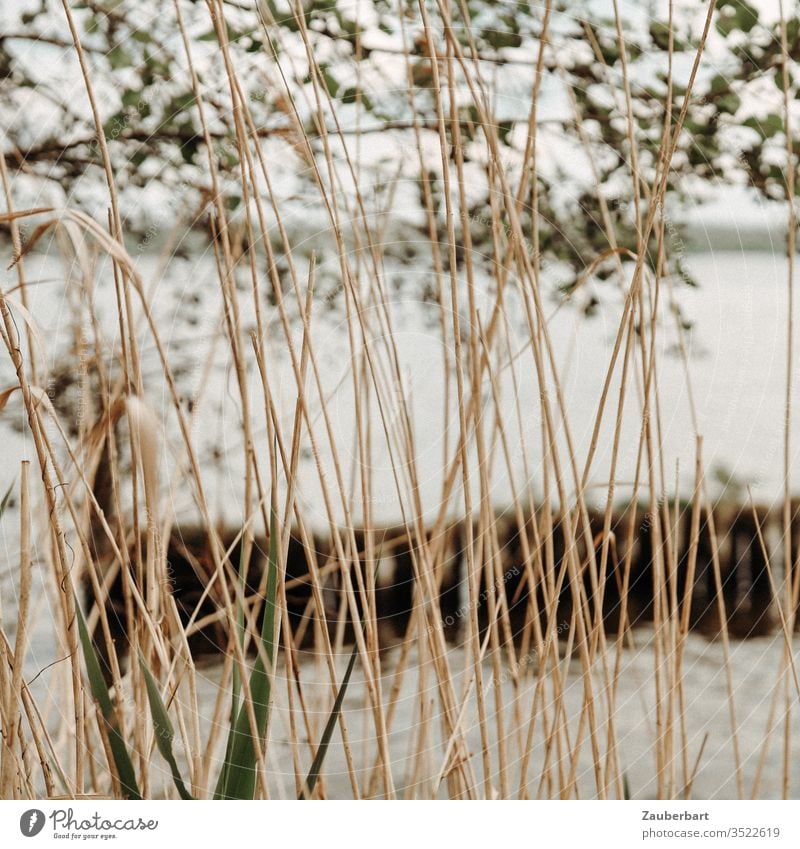 View through reeds to a lake and branches Grass Lake bank tree Nature Water twigs melancholy dream Dreaming spring Summer leaves Looking outlook Landscape