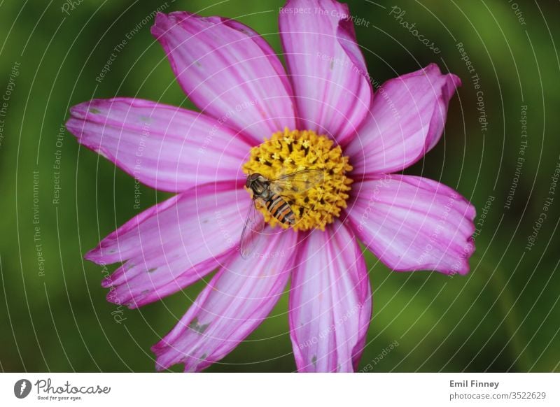 Bee on flower purple Diligent Farm animal Pollen Nectar Sprinkle Spring fever Neutral Background Animal Environment Honey bee Insect Garden Fragrance Blossoming