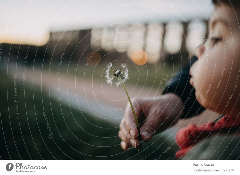 Child blowing dandelion Dandelion dandelions Blow Wind Flower Flying Seed Summer Nature Freedom Exterior shot Close-up Lifestyle Children's game childhood