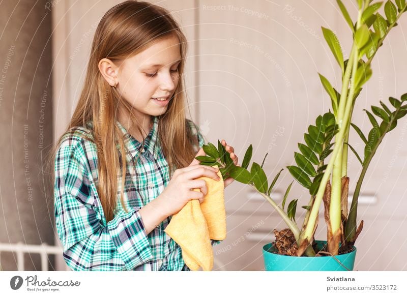 The girl wipes the dust from the green leaves of the houseplant. Care for indoor plants. spray water care beautiful child window bottle gardening nature sprayer