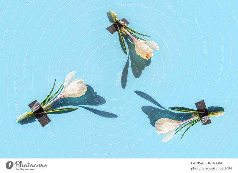 An abstract design of fresh crocus blossoms under adhesive tape on a blue background. Creative medical concept, natural cosmetics in minimal style, top view, copy room