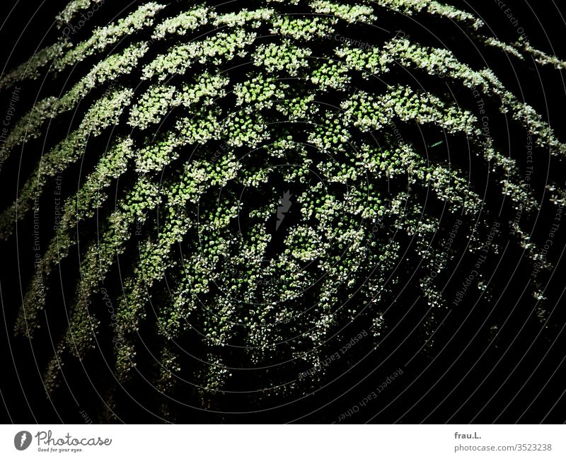 The chervil blossom had puffed up quite a bit. flowers Chervil Flower Nature Detail Close-up Plant bleed