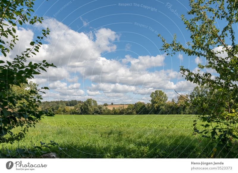 View through trees on a green field with hills and cloudy sky Field Meadow Summer Green Bushes Hills Trees Grass Landscape Nature beautiful blue outdoor natural