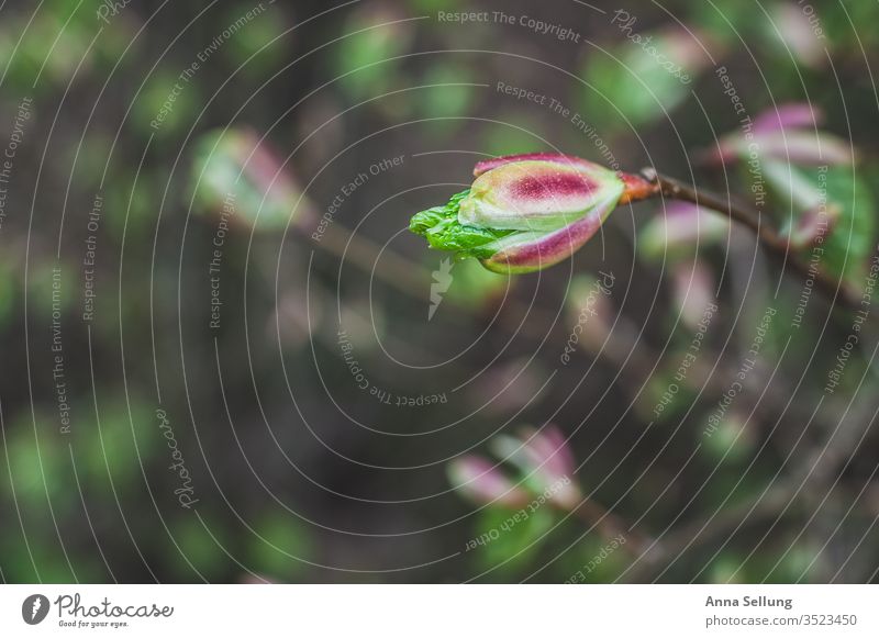 Spring is knocking spring green Nature Plant Deserted natural Spring day Spring fever Colour photo Exterior shot Close-up Light Environment Park Multicoloured