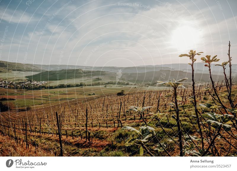 Vineyard at dusk Wine growing Sky Agricultural crop Landscape Nature Colour photo Bunch of grapes green Deserted Plant Exterior shot Growth Field Sunlight