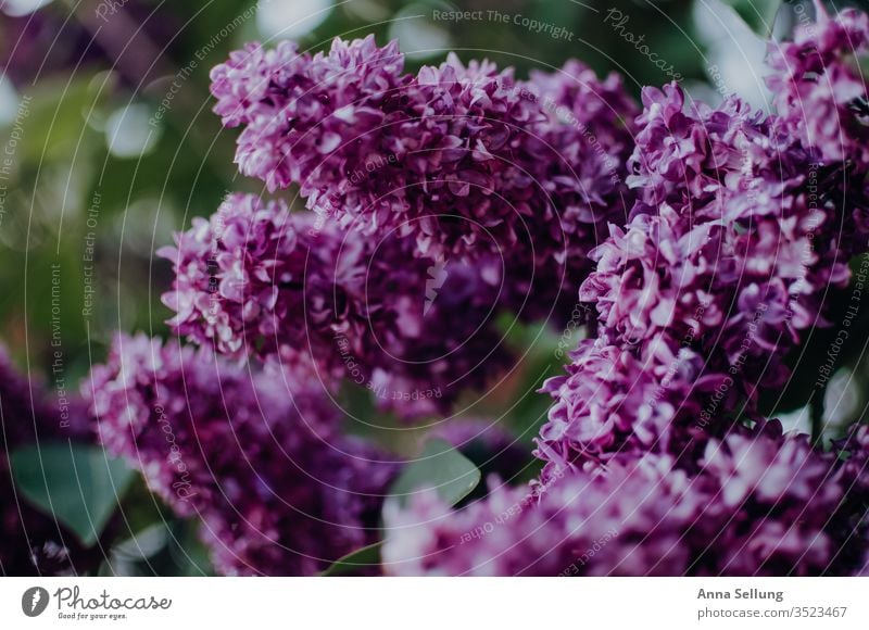 Lilac in its splendour lilac lilac blossom Colour photo Nature bleed Plant Close-up spring flowers Violet Deserted Day Garden Blossoming natural Blur