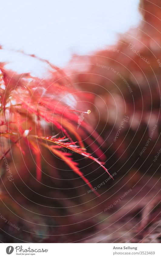 Red maple in the light Maple tree Exterior shot Colour photo Japan maple tree Maple leaf Sunlight Deserted Nature Garden spring Shallow depth of field