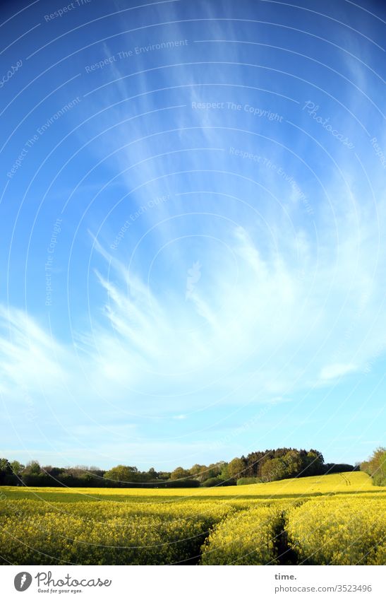 Ascensions | Farmhouse cinema Sky Blue Clouds Wind Blown away Drift Line Stripe Tall Above Air Drawing Canola Canola field Edge of the forest huts tractor track