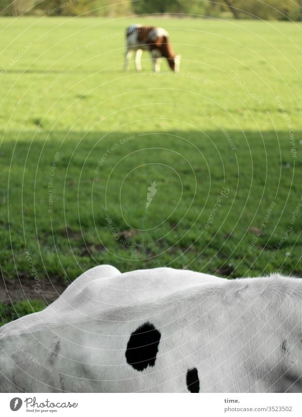 midday nap Meadow chill animal portrait Agriculture Lie grasses To feed Shadow Sunlight Pelt Stand peasant farm animal husbandry