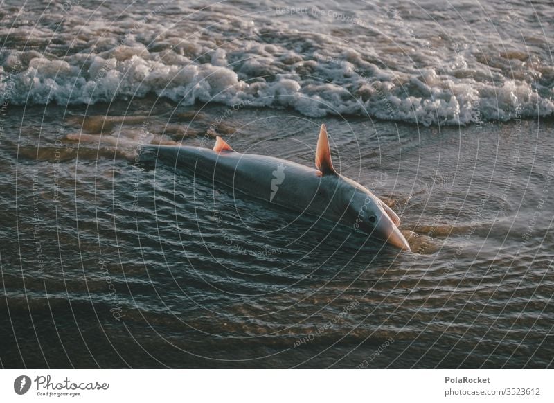 #AS# too close Shark shark fin Death Animal Stranded Threat threatened Sea water Washed up deceased nature conservation Colour photo Ocean Beach Coast