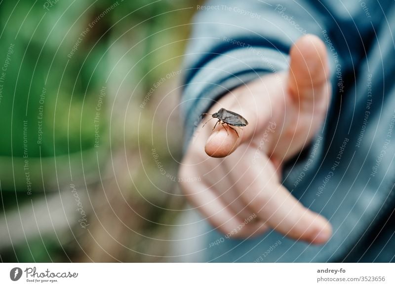 Beetles on the finger Shield bug Bug Forest Guard Fingers by hand child's finger Children`s hand Insect Macro (Extreme close-up) Exterior shot