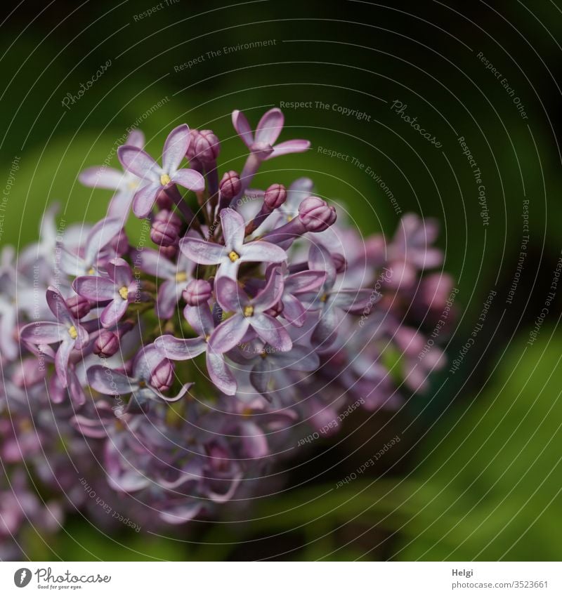 Close-up of a violet lilac blossom against a green background bleed shrub spring Nature Plant Colour photo Deserted Shallow depth of field Garden Detail