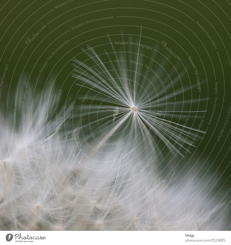 Macro shot of a filigree dandelion umbrella lowen tooth Sámen Plant Nature Macro (Extreme close-up) spring Exterior shot Detail Colour photo White Summer Soft