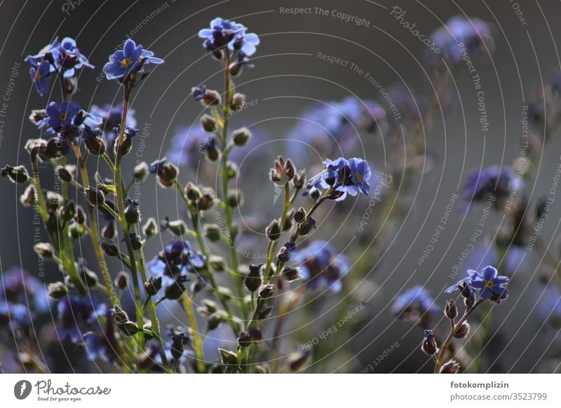 forget-me-not or forget-me-not Forget-me-not forget-me-not flower bleed Blossoming spring Blue Shallow depth of field flowers Plant Summer Blur