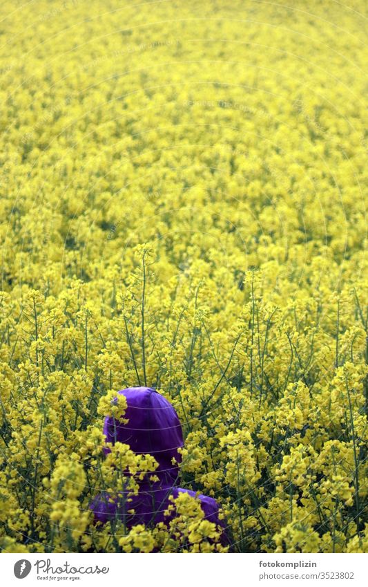 purple hood in yellow rape field Yellow Rain jacket Canola Canola field Field spring early summer Landscape Blossoming flowering field Agriculture Monoculture