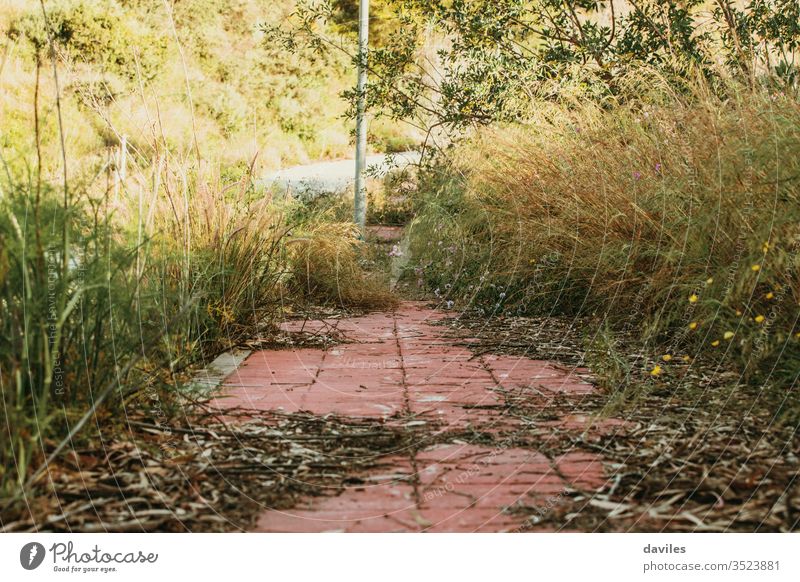 Street sidewalk with a lot of wild plants. Abandoned city. outdoor park street road landscape nature trees background outdoors architecture brick building fence