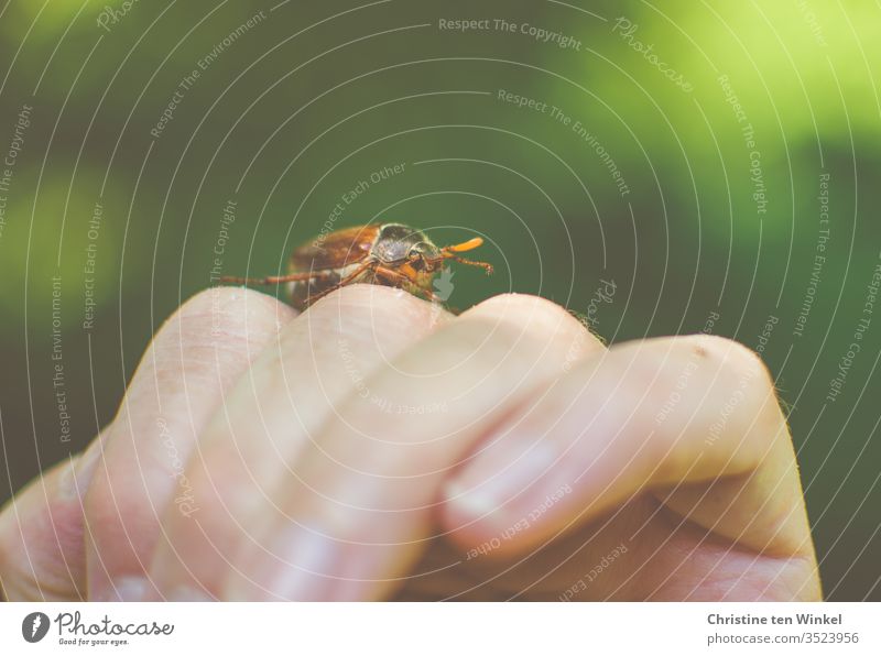 A cockchafer / Melolontha crawls over the hand of a woman May bug Beetle melolontha by hand Neutral background green Brown Nature Love of nature Environment