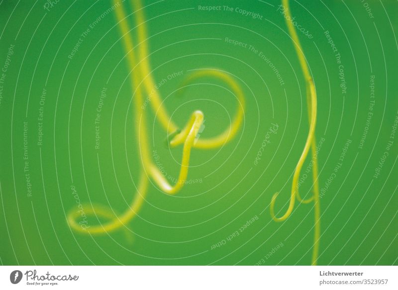 Eine Pflanze lässt ihre Schlingen wachsen Grün Rebe pflanze wachstum grünfläche gelb Schlingpflanze makro schlingen rund wuchs Klettern