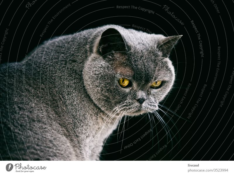 the british shorthair cat pet animal gray gray cat cute mammal british blue yellow eyes poses portrait kitten felis catus felis silvestris catus domestic cat