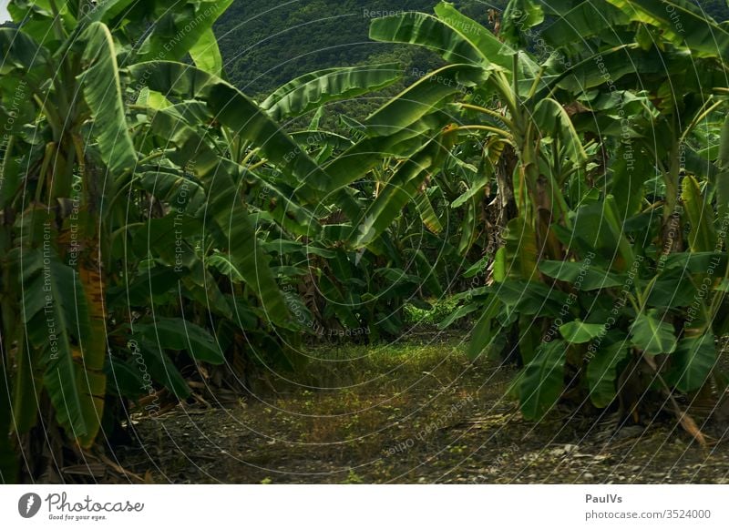 Palm forest in tropical Taiwan Banana tree Forest tropics Exotic Monoculture fauna Tainan