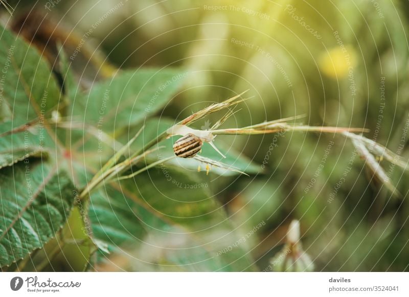 Snail climbing up on a green plant garden macro wildlife mollusk animal background shell closeup slow brown snail speed antenna food spiral nature land grass