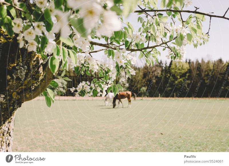 2 horses in the pasture with cherry blossom in the foreground Willow tree Nature Ride grasses Cherry tree Gray (horse) Black horse Horse Animal To feed Meadow