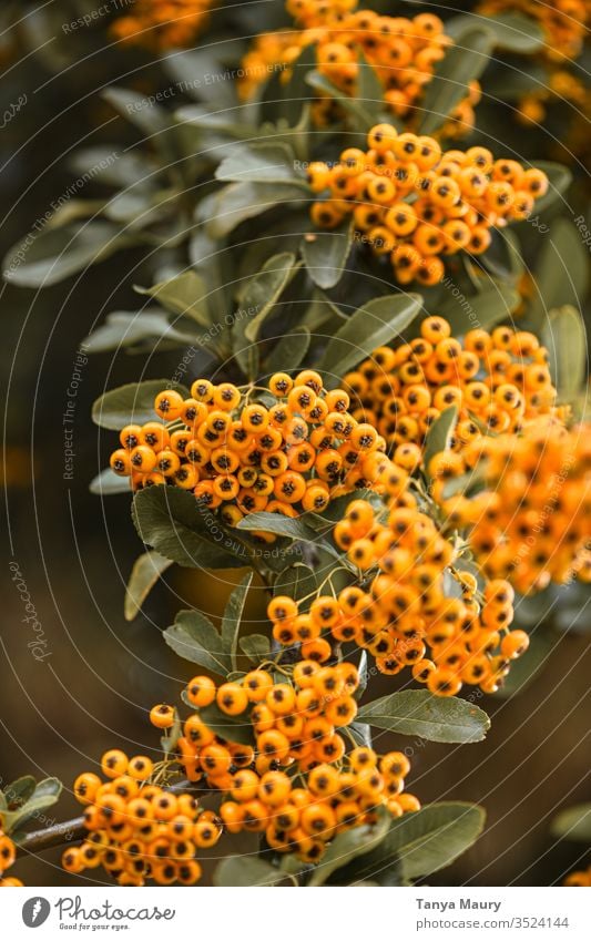 Orange wild berries Exterior shot Foliage plant Plant Forest botanical Autumnal colours Berry bushes Bushes Berries holly berries Christmas decoration Poison