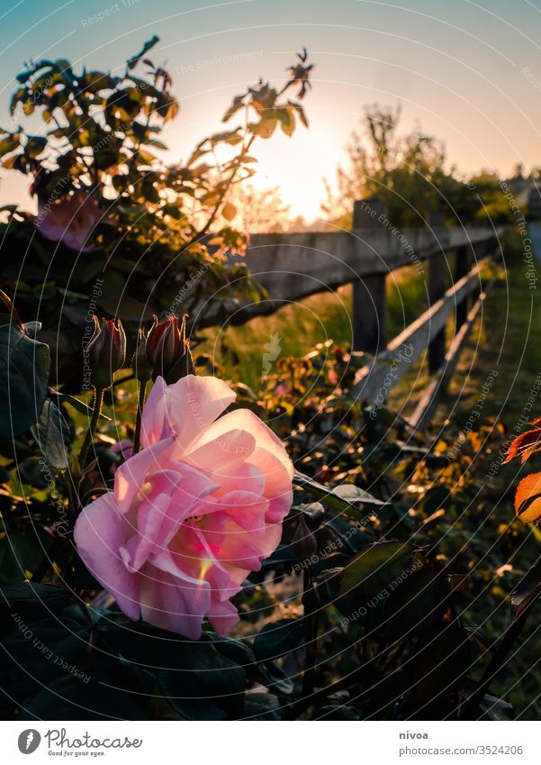 Rose at Sunset Rose plants Rose blossom walk Deserted Rose leaves Colour photo Garden Pink Nature Exterior shot Blossom Plant Flower Shallow depth of field