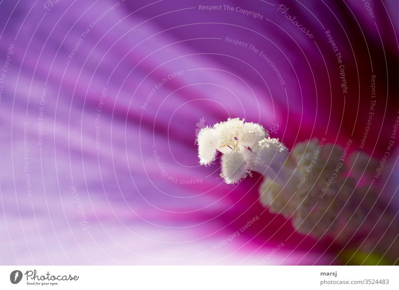 Detail of a hibiscus flower flowers bleed Open Pollen Plant Blossoming Stamp Propagation Alluring Nature spring Elegant Violet Anticipation Spring fever Success