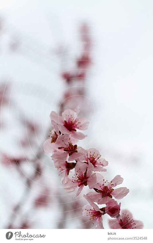 Pink vine, twig, branch of cherry tree with pink flowers, grows decoratively in the garden, in nature, against a neutral background. Beautiful motive as decoration, ornament for Mother's Day, Easter, Valentine's Day, wedding, birthday and other celebrations, parties.