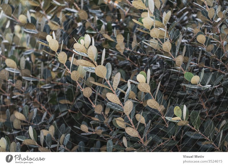 Ascending branches and green-white leaves of a shrub bush color nature natural plant leaf park garden outdoor outdoors outdoor photography exterior botanic