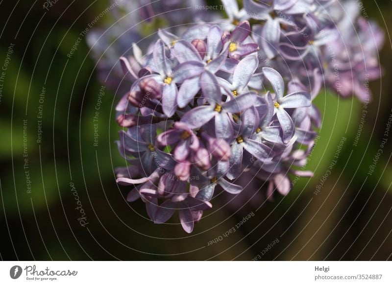 violet lilac blossoms as close-up Plant Nature spring Close-up bleed Colour photo Garden Exterior shot Violet Blossoming Shallow depth of field Detail