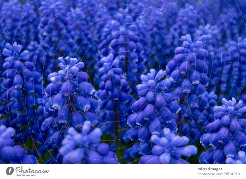 grape hyacinth blue purple blooming flowers in a garden flora armeniacum flower early spring muscari flower grape hyacinth flower grape hyacinth plant