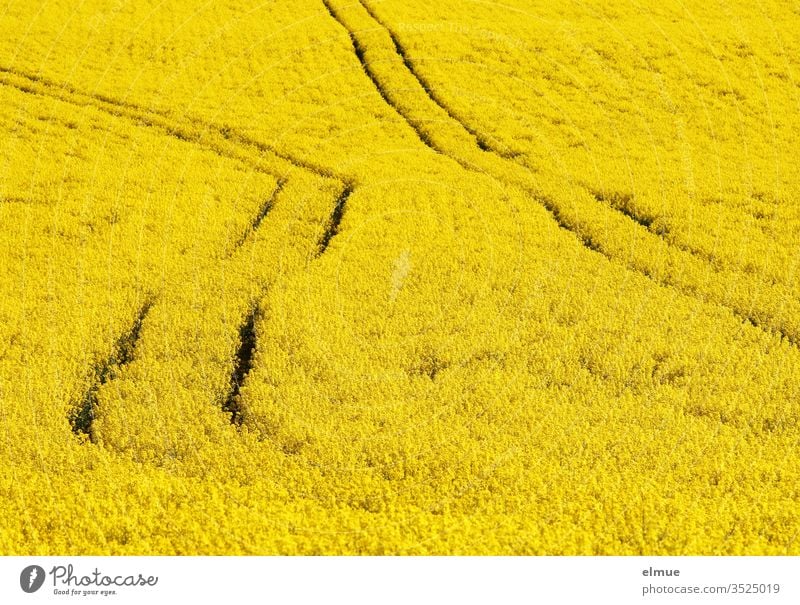 Field of rape without horizon with two guide tracks - one of them bent Canola Canola field unfocused Oilseed rape flower Yellow slanting oil plant