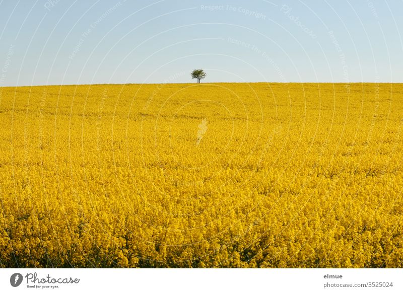 Rape field with tree on the horizon and light blue sky Canola Canola field Oilseed rape flower Yellow oil plant Sky Oilseed rape oil Blue Agriculture spring May