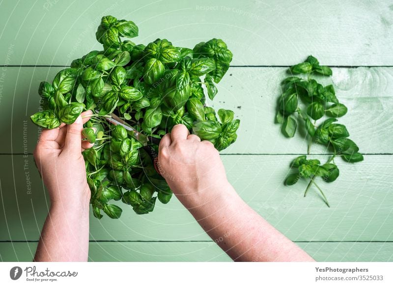 Collecting basil leaves. Fresh basil in a pot. Harvesting aromatic herbs Ocimum basilicum above view activity agriculture basil bush bunch collecting condiment