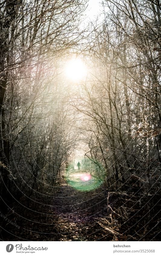 Beam me up, Scotty Winter walk Winter's day Winter mood Winter forest Mysterious Fabulous Enchanted forest Germany Home country Fog silent Weather Seasons