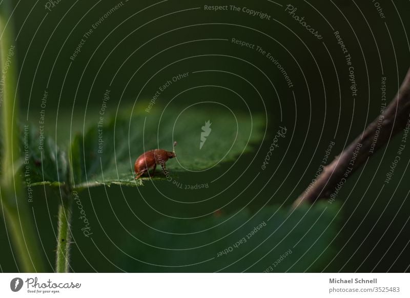 Small reddish beetle on green leaf Beetle Insect Macro (Extreme close-up) Red Crawl Animal Close-up Colour photo Nature