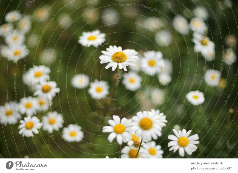 Summer camomiles in meadow. white beautifu chamomiles on the green backgroun summer background daisy beautiful sunlight natural nature field beauty yellow