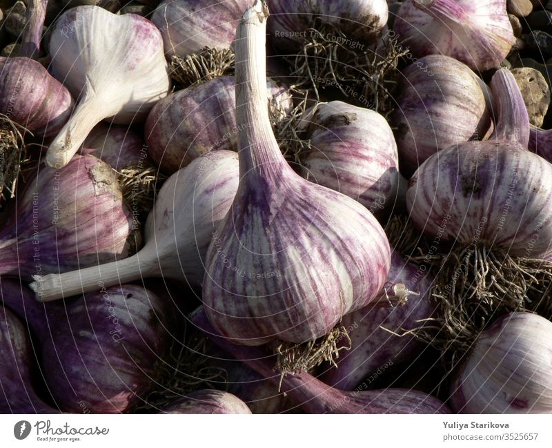 Purple garlic texture background. Fresh garlic on market table close up photo. Vitamin healthy food spice image. Spicy cooking ingredient picture. Pile of purple garlic heads.