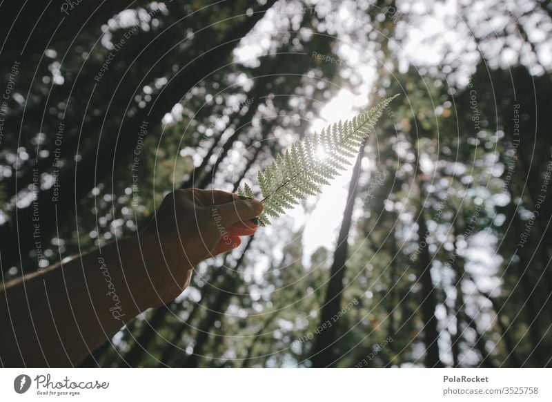 #As# fern in the light Fern Fern leaf ferns Farnsheets fern drive fern stalk by hand Retentive stop Forest Nature Nature reserve Love of nature