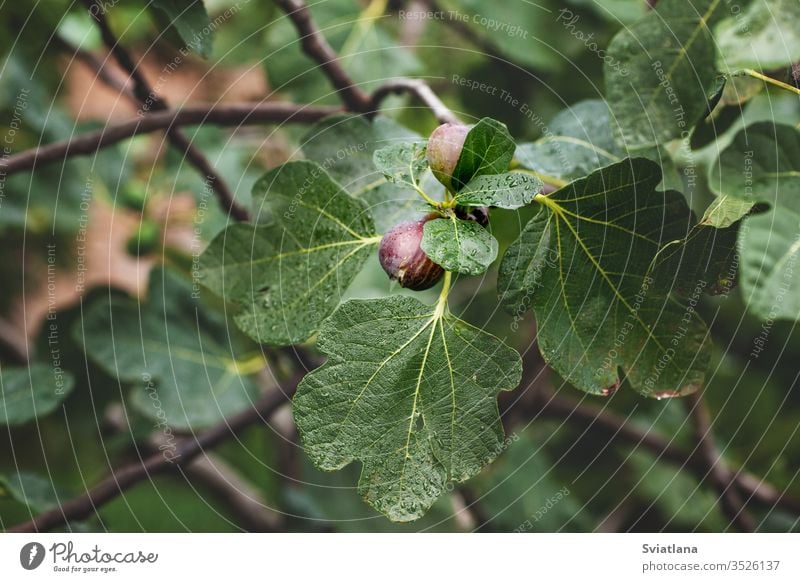 Ripe figs on a branch with leaves, closeup garden spring flower beautiful bright season flora macro outdoor blossom white agriculture background crop day farm