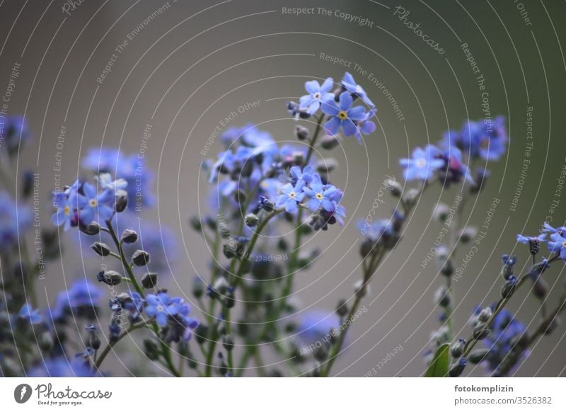 Forget-me-not flowers Blur forget-me-not forget-me-not flower Plant Shallow depth of field Blue spring Blossoming bleed Love of nature Detail Close-up Fragrance