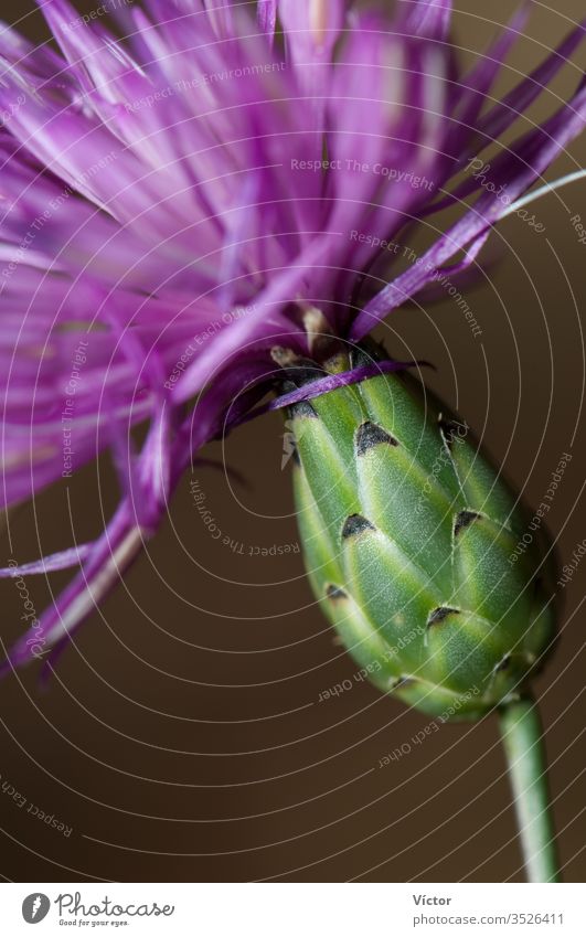 Flower of brown knapweed (Centaurea jacea). Bestue. Pyrenees. Huesca. Aragon. Spain. aragon bestue biodiversity biosphere bloom blooming blooms blossom blossoms