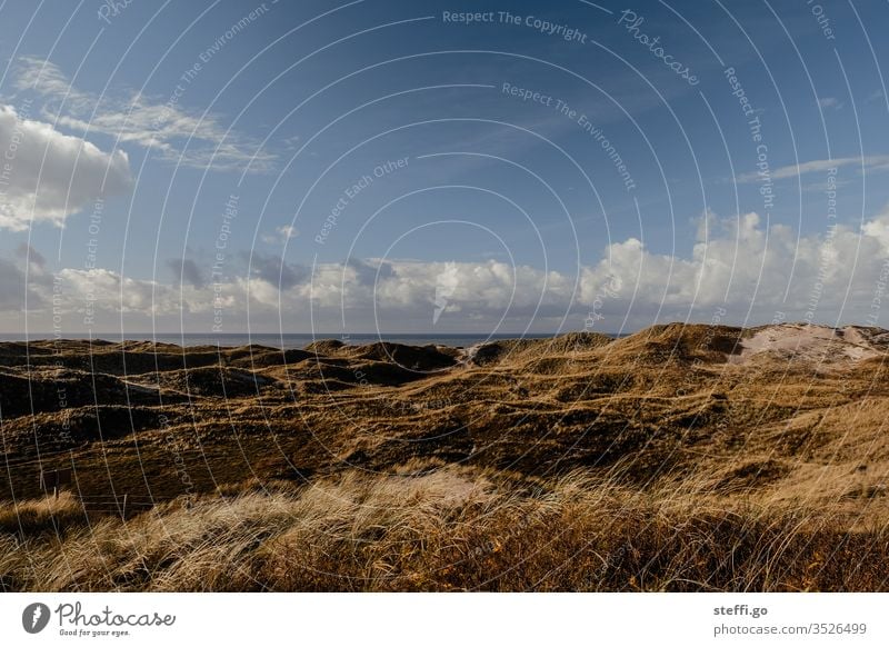 Dune landscape in Denmark by the sea with blue sky Hvide Sands North Sea Marram grass dunes dune landscape Grass Environment Nature Exterior shot Colour photo