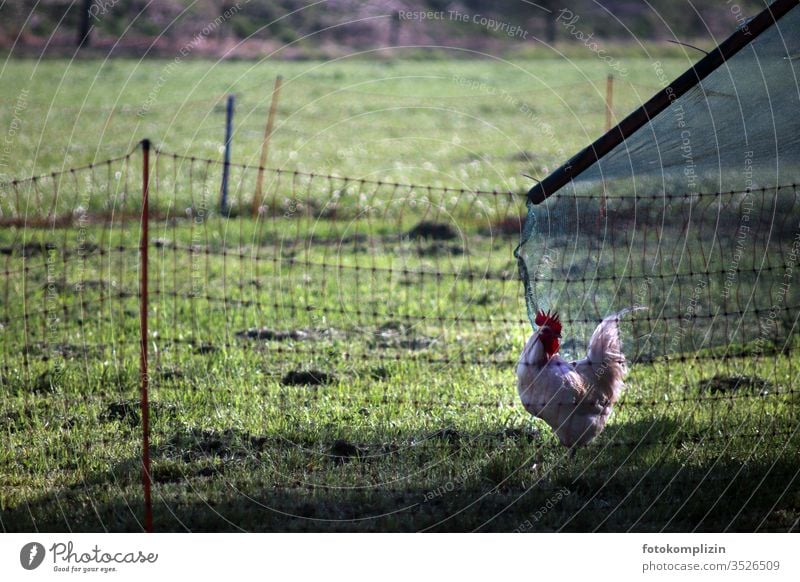 Rooster outside in the green enclosure Species-appropriate Enclosure Barn fowl Free-roaming Organic farming Farm organic livestock farming animal-friendly