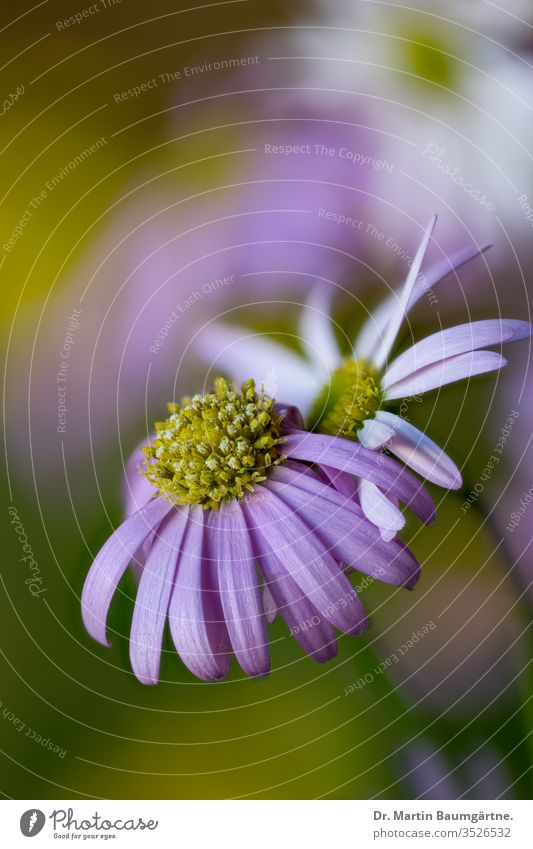 Brachyscome iberidifolia, the Swan River daisy from Western Australia annual herbaceous magenta garden Compositae plant Asteraceae