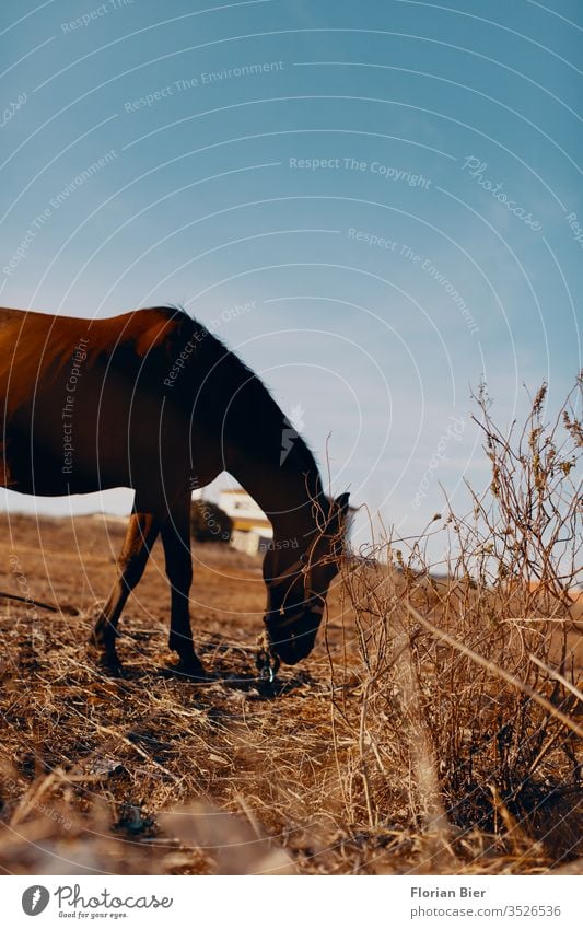 Straw-eating tethered horse in the south of Spain on a dry pasture Horse Horse's head Horseback Animal Willow tree Pasture use Grazing horse grazing bay horse