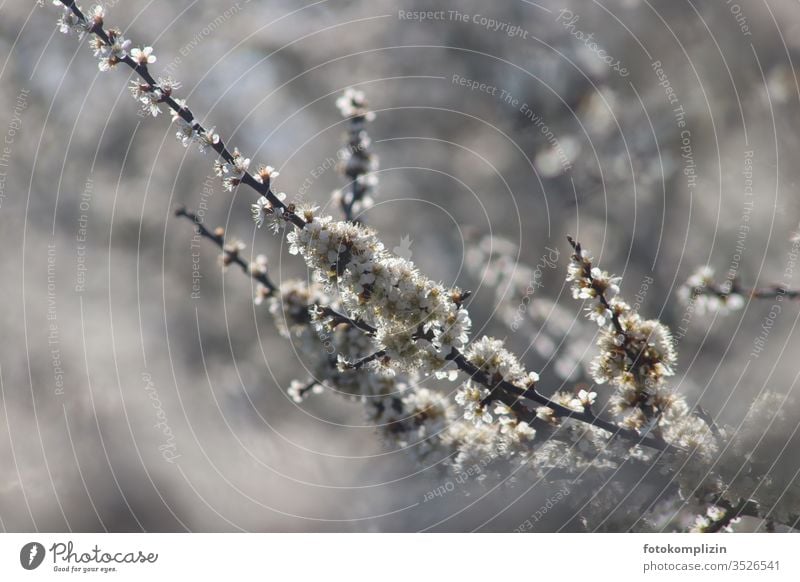 white flowering twig Growth come into bloom Delicate Easy hedge plant Plant bleed spring Bud Sloe Twig bushes Fresh White Spring fever Branch Nature Blossoming